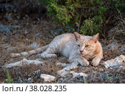 Кот подозрительно смотрит в камеру. Стоковое фото, фотограф Свитич Олег / Фотобанк Лори