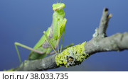 Closeup of Green praying mantis sits on tree branch on green grass and blue sky background. Transcaucasian tree mantis (Hierodula transcaucasica) Стоковое фото, фотограф Некрасов Андрей / Фотобанк Лори