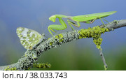 Closeup of Green praying mantis sits on tree branch next to butterfly and looking at on camera. Transcaucasian tree mantis (Hierodula transcaucasica) and Eastern Bath white butterfly (Pontia edusa) Стоковое фото, фотограф Некрасов Андрей / Фотобанк Лори