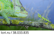 Close-up, Mature green Veiled chameleon looking curiously at praying mantis. Cone-head chameleon or Yemen chameleon (Chamaeleo calyptratus) and Transcaucasian tree mantis (Hierodula transcaucasica) Стоковое фото, фотограф Некрасов Андрей / Фотобанк Лори