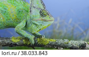 Close-up of mature Veiled chameleon eats praying mantis. Cone-head chameleon or Yemen chameleon (Chamaeleo calyptratus) and Transcaucasian tree mantis (Hierodula transcaucasica) Стоковое фото, фотограф Некрасов Андрей / Фотобанк Лори