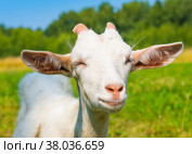 Белая коза на поляне рядом с лесом. Стоковое фото, фотограф E. O. / Фотобанк Лори
