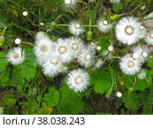 Мать-и-мачеха (tussilago Asteraceae) отцвела и превратилась в белые пушинки. Стоковое фото, фотограф Ольга Перфилова / Фотобанк Лори