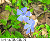 Весенний синий стелющийся многолетний цветок барвинок (Apocynaceae Vinca) Стоковое фото, фотограф Ольга Перфилова / Фотобанк Лори