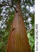 Фрагмент ствола  туи гигантской (складчатой) (Thuja plicata Donn ex D.Don) Стоковое фото, фотограф Ирина Борсученко / Фотобанк Лори
