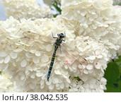 Стрекоза Дозорщик-император (Дозорщик-повелитель, лат: Anax imperator Leach) сидит на цветке. Стоковое фото, фотограф Елена Павлова / Фотобанк Лори