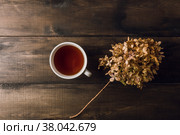 Чашка чая и сухая ветка гортензии на темном деревянном столе. Осенняя атмосфера. Вид сверху. Стоковое фото, фотограф Андрей Пустякин / Фотобанк Лори