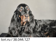 Gordon Setter dog sitting, on a white background. Стоковое фото, фотограф Анна Кривицкая / Фотобанк Лори