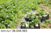 Crates full of chard on vegetable field. Стоковое видео, видеограф Яков Филимонов / Фотобанк Лори