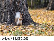 Белка в осеннем лесу. Стоковое фото, фотограф Олеся Суббота / Фотобанк Лори