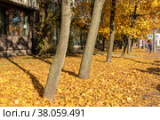 Осенние клены на Заневском проспекте. Санкт-Петербург (2018 год). Редакционное фото, фотограф Александр Щепин / Фотобанк Лори