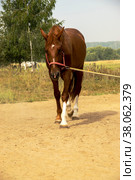 A beautiful bay horse walks on a cord against the background of a summer landscape. The concept of horse breeding. Стоковое фото, фотограф Ярославский Максим / Фотобанк Лори