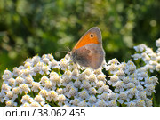 A small butterfly Coenonympha glycerionon a yarrow flower. Стоковое фото, фотограф Ирина Вершинская / Фотобанк Лори