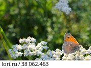 A small butterfly Coenonympha glycerionon a yarrow flower. Стоковое фото, фотограф Ирина Вершинская / Фотобанк Лори
