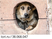Frightened adult dog looks out of his doghouse. Стоковое фото, фотограф Артем Курутин / Фотобанк Лори