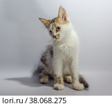 White yellow-eyed spotted kitten sits on a light background  loo. Стоковое фото, фотограф Артем Курутин / Фотобанк Лори