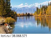 Rustic autumnal landscape with cows by the Irkut  River in sunny day. Eastern Sayan Mountains in the distance. Siberia, Buryatia, Tunka valley, Kyren, Arshan, Nugan village. Стоковое фото, фотограф Виктория Катьянова / Фотобанк Лори