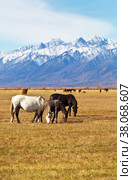 Autumn landscape with horses grazing in a yellowed meadow in a foothill valley at the background of snowy mountains. Siberia, Baikal region, Buryatia, Tunka Valley, Eastern Sayan Mountains. Стоковое фото, фотограф Виктория Катьянова / Фотобанк Лори