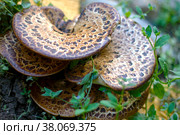 Mushroom Polyporus squamosus in spots on the trunk of a tree. Стоковое фото, фотограф Ирина Чернова / Фотобанк Лори