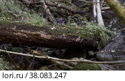 Stones and deadwood in forest (2022 год). Редакционное видео, видеограф Антон Гвоздиков / Фотобанк Лори