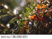 Sea buckthorn growing on a tree close up Hippophae rhamnoides. Стоковое фото, фотограф Ольга Ильина / Фотобанк Лори