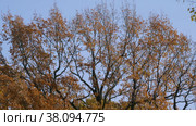 Петергоф, парк Александрия осенью. Дубы в осеннем убранстве. Peterhof, Alexandria Park in autumn. Oaks in autumn decoration. (2021 год). Стоковое видео, видеограф Евгений Романов / Фотобанк Лори