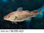 Рыба треска, или лабардан (Gadus morhua) Стоковое фото, фотограф Татьяна Белова / Фотобанк Лори
