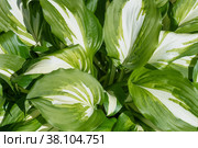 Hosta undulata plant in the garden white and green leaves background. Hosta - an ornamental plant for landscaping park and garden design. Стоковое фото, фотограф Camptoloma / Фотобанк Лори