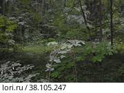 Широколиственный лес. Лето. Дождь Broad-leaved forest. Summer. Rain. Стоковое фото, фотограф Светлана Федорова / Фотобанк Лори