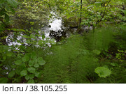 Казанский лес. Широколиственный лес.  хвощ  Лето Kazan forest. Broad-leaved forest. Summer Tilia cordata Mill., Betula pendula Roth Equisetum. Стоковое фото, фотограф Светлана Федорова / Фотобанк Лори