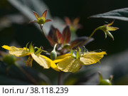 Цветущий Вербейник реснитчатый (Lysimachia ciliata), крупный план. Стоковое фото, фотограф Александр Курлович / Фотобанк Лори