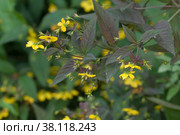 Цветущий Вербейник реснитчатый (Lysimachia ciliata), крупный план. Стоковое фото, фотограф Александр Курлович / Фотобанк Лори