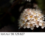 Inflorescence of white flowers. Стоковое фото, фотограф Константин Шашков / Фотобанк Лори