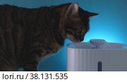 The cat drinks at night from a drinking fountain. Illuminated device. Modern automatic drinker for cats and other animals. Sensory drinking fountain for animals. Стоковое видео, видеограф Дина Дамоцева / Фотобанк Лори