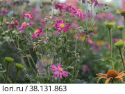 Eriocapitella hupehensis, Anemone hupehensis Splendens with delicate calyxes ranging from white to bright pink. Стоковое фото, фотограф Наталья Воропинова / Фотобанк Лори