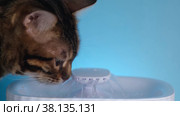 A girl teaches her cat to a drinking fountain. The cat approaches the automatic drinker and inspects it. Introducing a cat to an automatic drinking fountain for animals. Стоковое видео, видеограф Дина Дамоцева / Фотобанк Лори