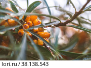 Sea buckthorn growing on a tree close up Hippophae rhamnoides. Стоковое фото, фотограф Ольга Ильина / Фотобанк Лори