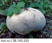 Mushroom Raincoat is a completely unpretentious mushroom and edible. Стоковое фото, фотограф Игорь Валерьевич Устинов / Фотобанк Лори