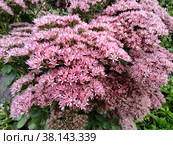 Sedum succulent belongs to the tolstyanka family. Стоковое фото, фотограф Игорь Валерьевич Устинов / Фотобанк Лори