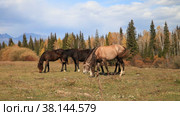 Horses graze in a meadow in a foothill valley on a sunny September day. Rural autumn landscape. Buryatia, Tunka valley. Стоковое видео, видеограф Виктория Катьянова / Фотобанк Лори