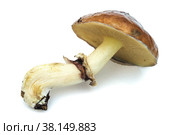 Масленок настоящий (L.Suillus luteus), выделенный на белом фоне. Стоковое фото, фотограф Александр Романов / Фотобанк Лори
