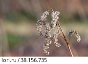One day in the evening, the wind blows through the grass. The grass blooms before the rain. Стоковое фото, фотограф Константин Шашков / Фотобанк Лори
