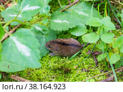 Forest birch mouse (Sicista betulina) among grass on green moss. Стоковое фото, фотограф Андрей С / Фотобанк Лори