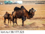 Bactrian camels. Стоковое фото, фотограф Art Konovalov / Фотобанк Лори