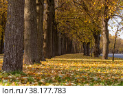 Красивый осенний пейзаж с желтыми деревьями. Красочная листва в городском парке. (2021 год). Стоковое фото, фотограф Ирина Вишнякова / Фотобанк Лори
