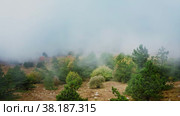 A cloud came right down on the ground, the pine trees shrouded in sprinkles. Drone aerial shot. Стоковое видео, видеограф Даниил Хабаров / Фотобанк Лори