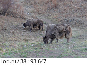 Яки пасущиеся в горах. Стоковое фото, фотограф Михаил Старшов / Фотобанк Лори