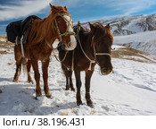 Две оседланные лошади отдыхают на маршруте в горах зимой. Стоковое фото, фотограф Олег Елагин / Фотобанк Лори