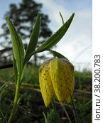 Рябчик желтый (лат. Fritillaria lutea) в утренней росе. Горный луг в Карачаево-Черкесии. Стоковое фото, фотограф Сергей Рыбин / Фотобанк Лори