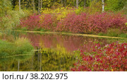 Александровский парк (Царское Село). Ланский пруд. Alexander Park (Tsarskoye Selo). Lansky Pond. (2021 год). Редакционное видео, видеограф Евгений Романов / Фотобанк Лори